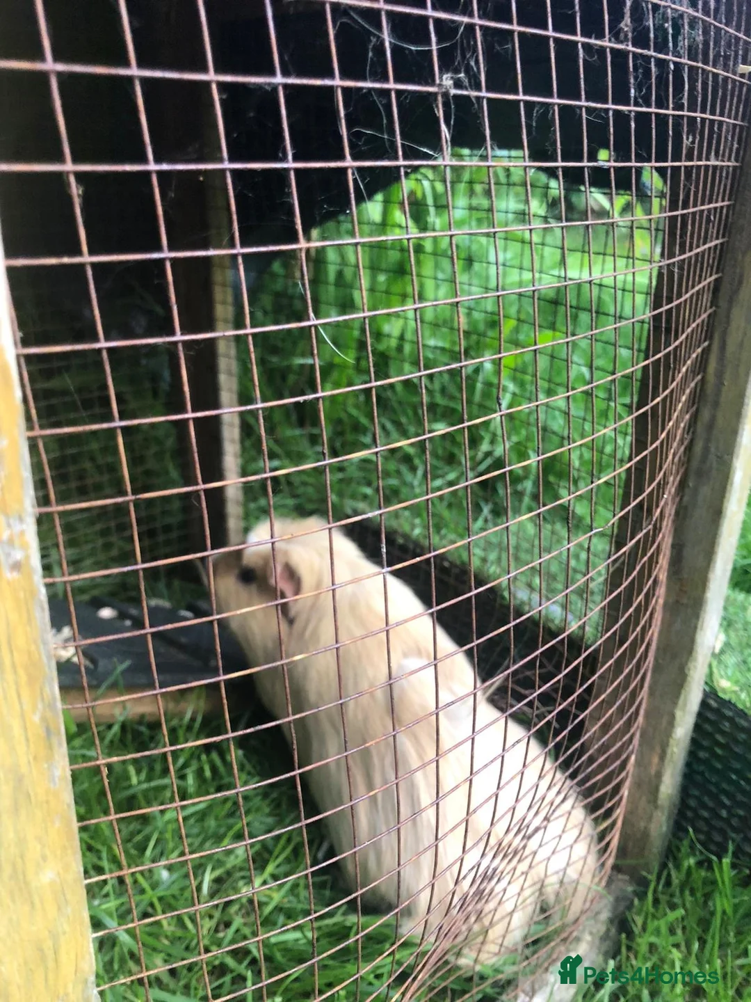 Guinea Pig rodents for sale: Baby Guinee pigs in Stoke-on-Trent - Advert 4