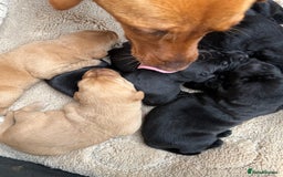 Labrador Retriever dogs for sale: Black/fox Labrador kc with 5 wks free insurance  - Image 39