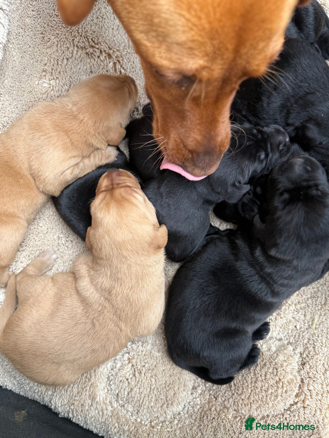 Labrador Retriever dogs for sale: Black/fox Labrador kc with 5 wks free insurance  - Image 39