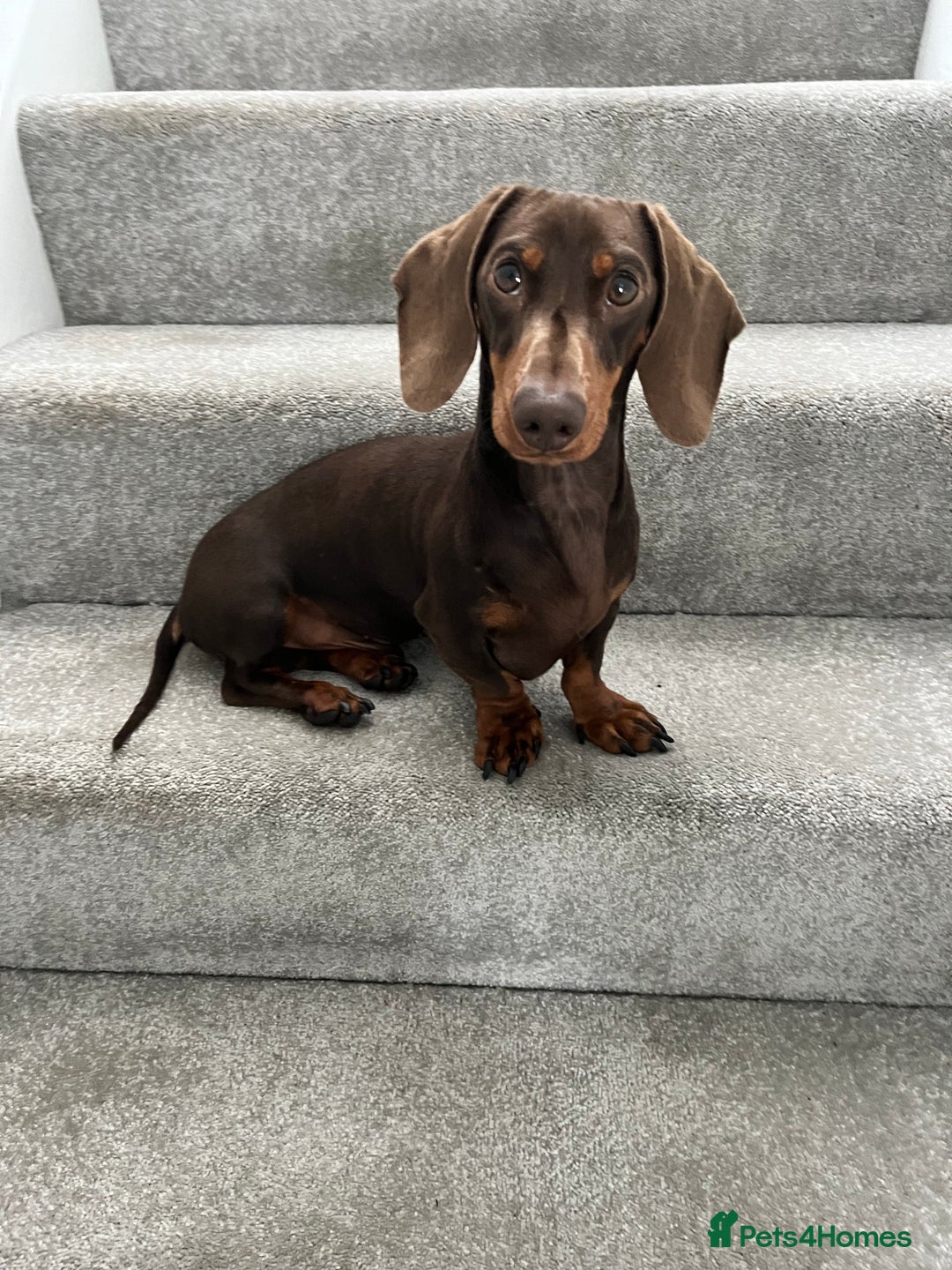 Dachshund dogs for stud: FOR STUD PROVEN kc reg Choc & tan mini dachshund in Sunderland - Advert 7