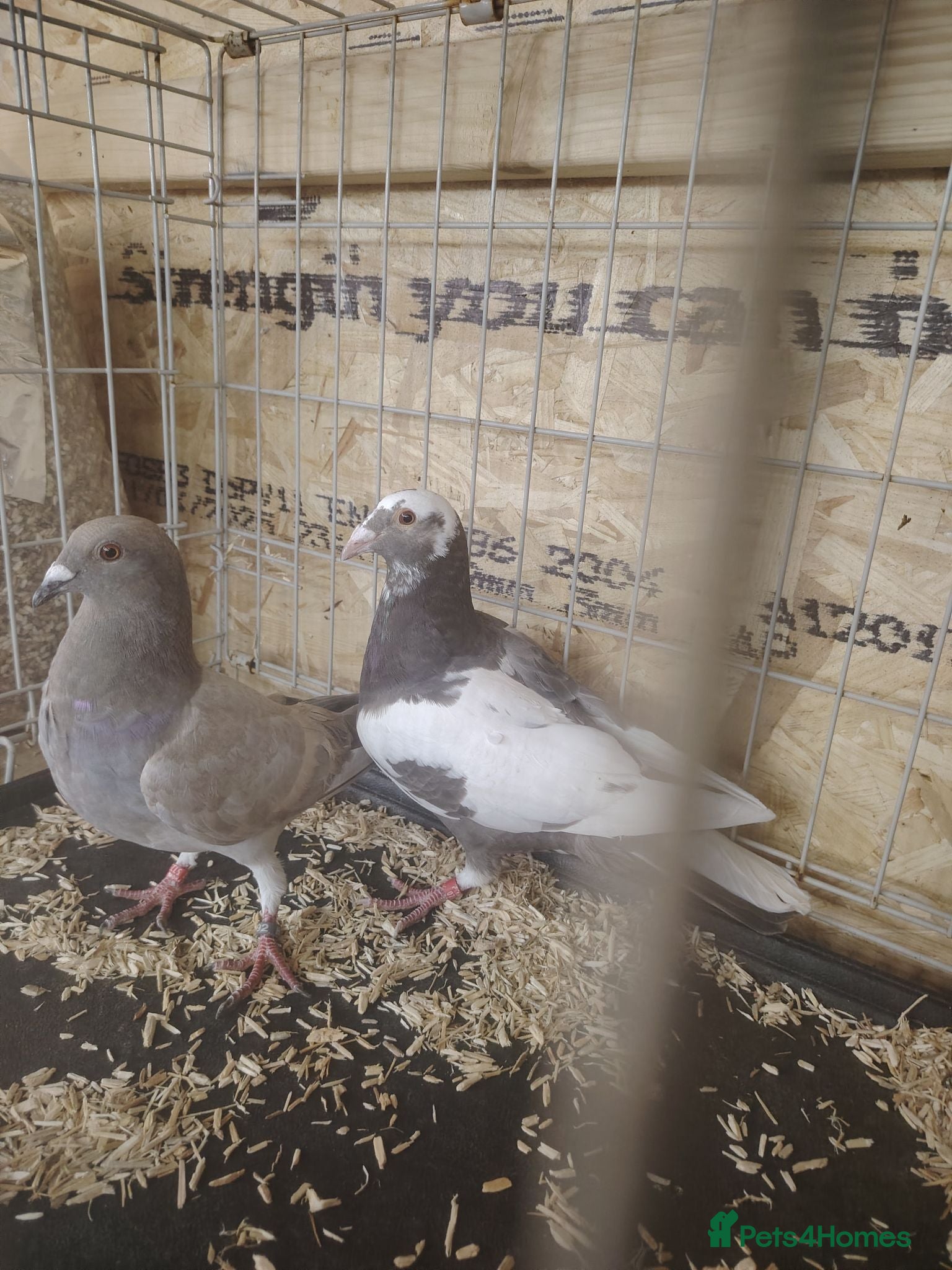 Pigeons birds Racing pigeon for sale  - Advert 4