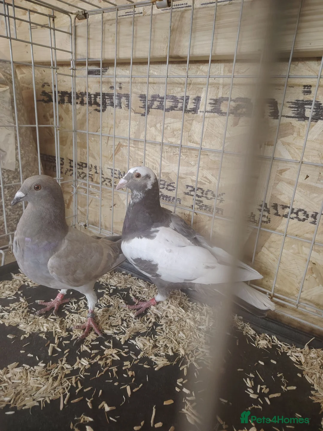 Pigeons birds for sale: Racing pigeon for sale  - Advert 1