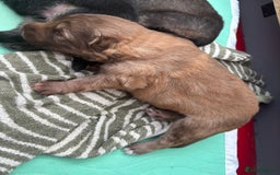 German Shepherd dogs for sale: Only 3 left. KC registered German Shepherd puppies - Image 4