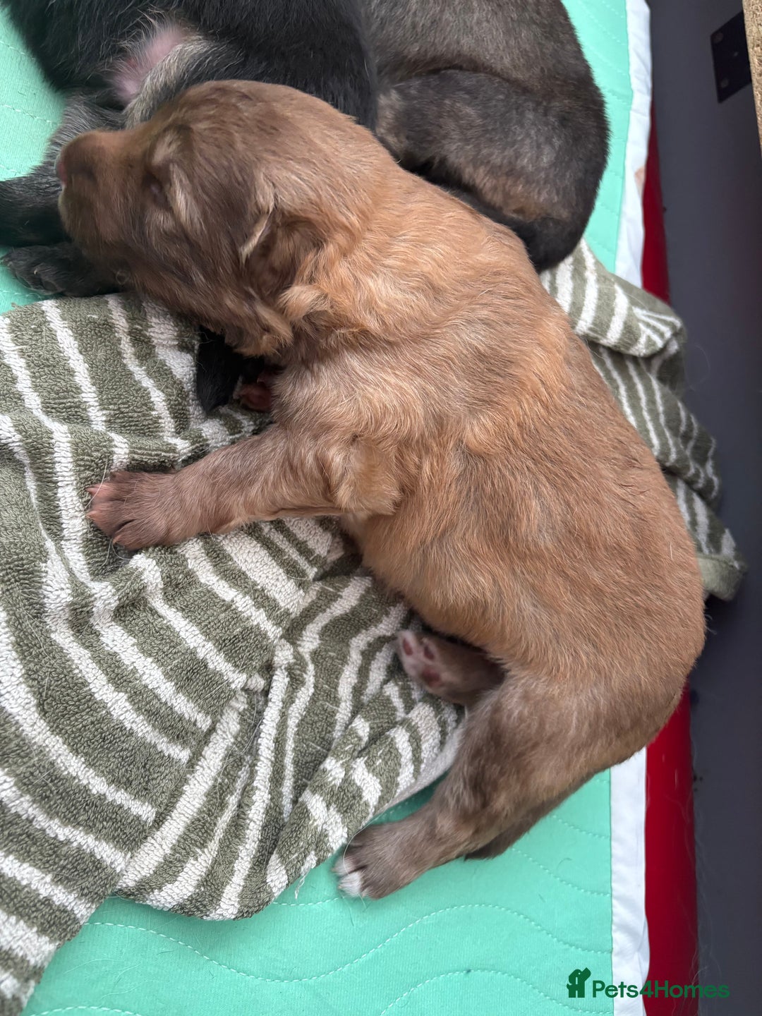 German Shepherd dogs for sale: Only 3 left. KC registered German Shepherd puppies - Image 4