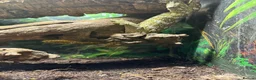 Gecko reptiles for sale: Breeding pair of leachanius geckos  - Advert 3
