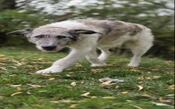 Mixed Breed dogs for adoption: Perfect PICKLE - Image 15