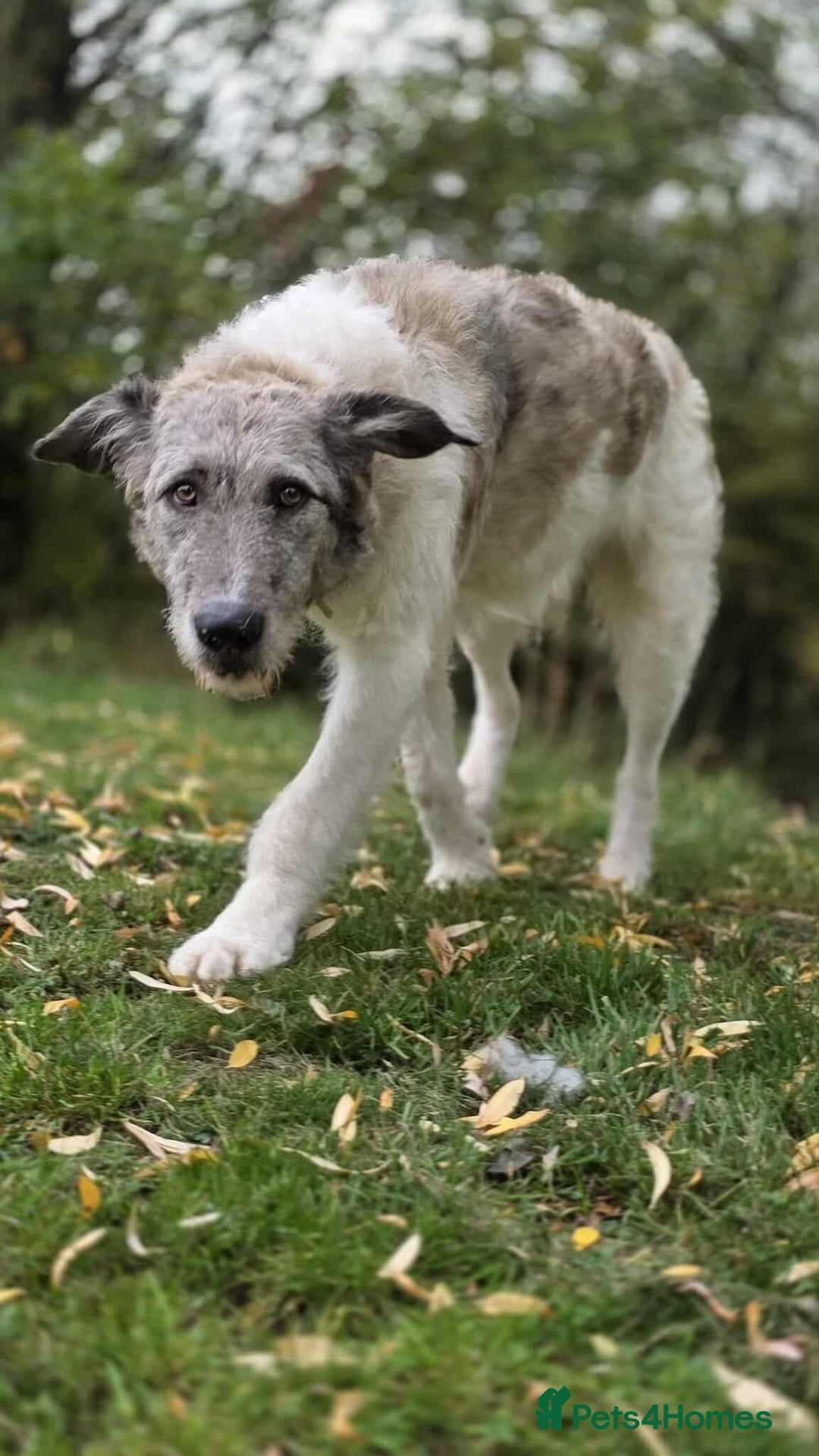 Mixed Breed dogs for adoption: Perfect PICKLE - Image 15