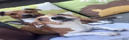 Jack Chi dogs for sale: Beautiful black chihuahua/jack russel  in Kidlington - Advert 1