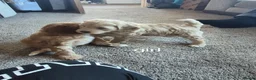 Cockapoo dogs for sale: 2 boys left reduced to £1000 Ready to leave now !  - Advert 9