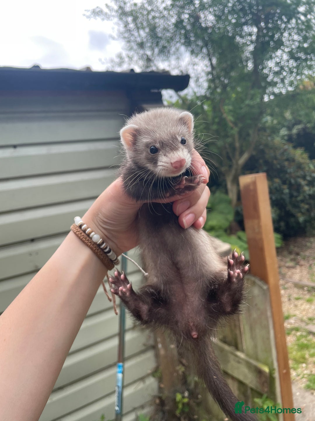 Ferret rodents for sale: MICRO FERRETS FOR SALE  - Image 3
