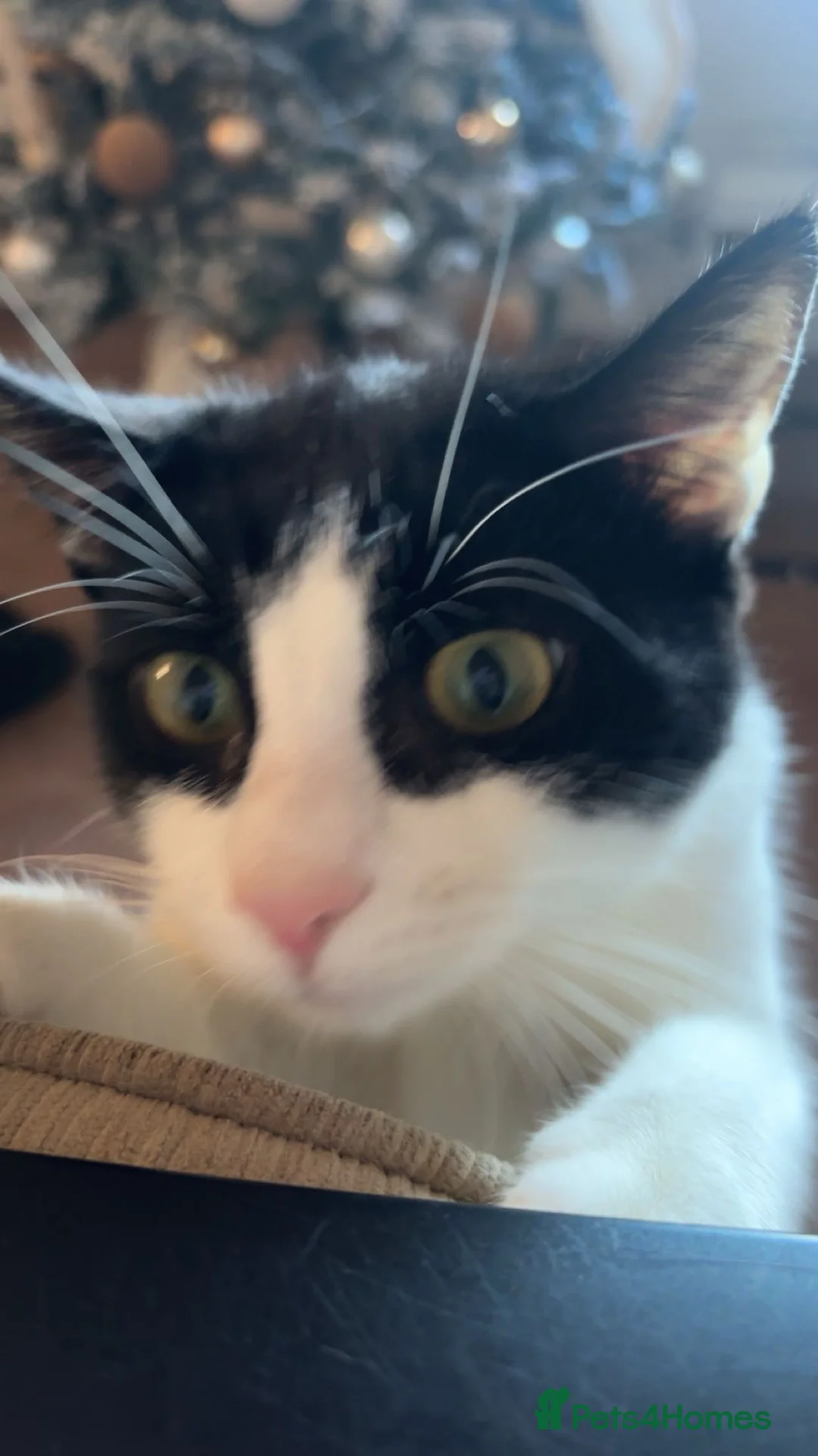 Mixed Breed cats for sale: 2 Male Cats - Advert 3