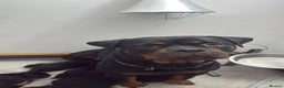 Rottweiler dogs for sale: Rottweiler puppies - ready  **   - Advert 11