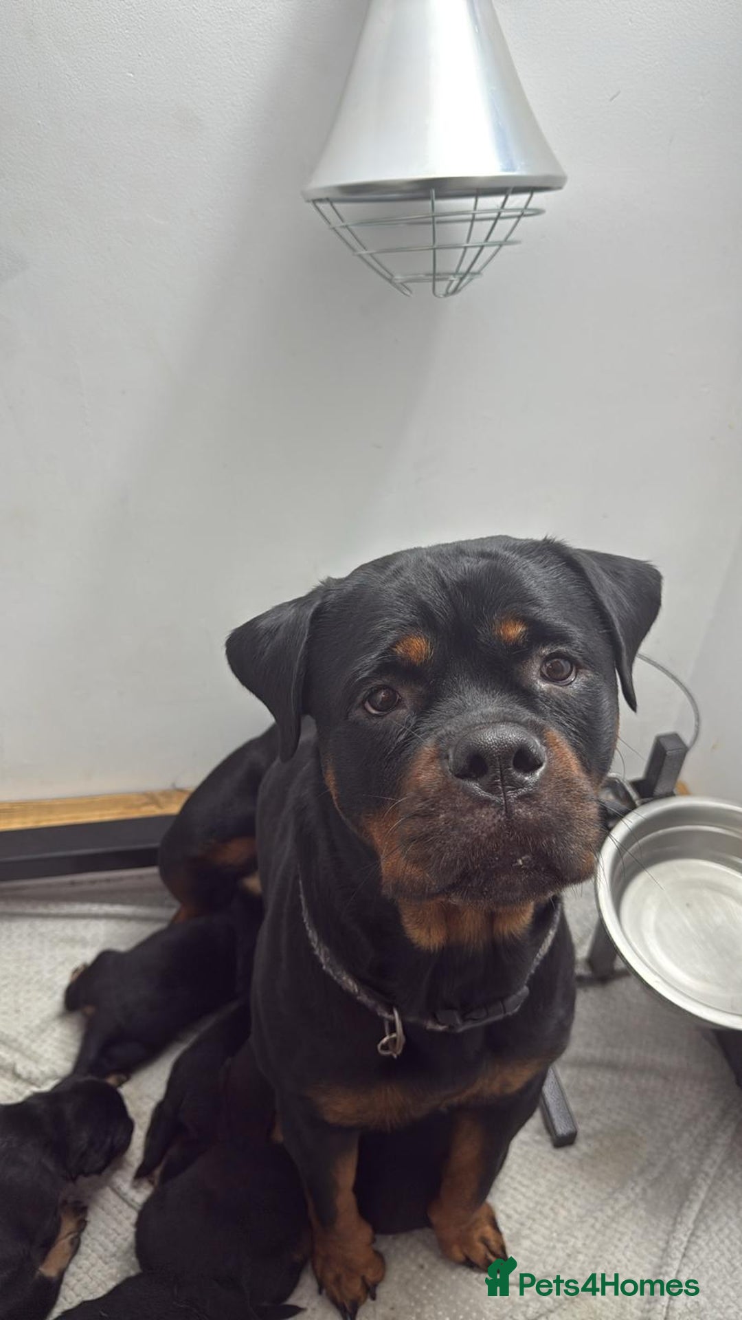 Rottweiler dogs for sale: Rottweiler puppies - ready  **   - Advert 11