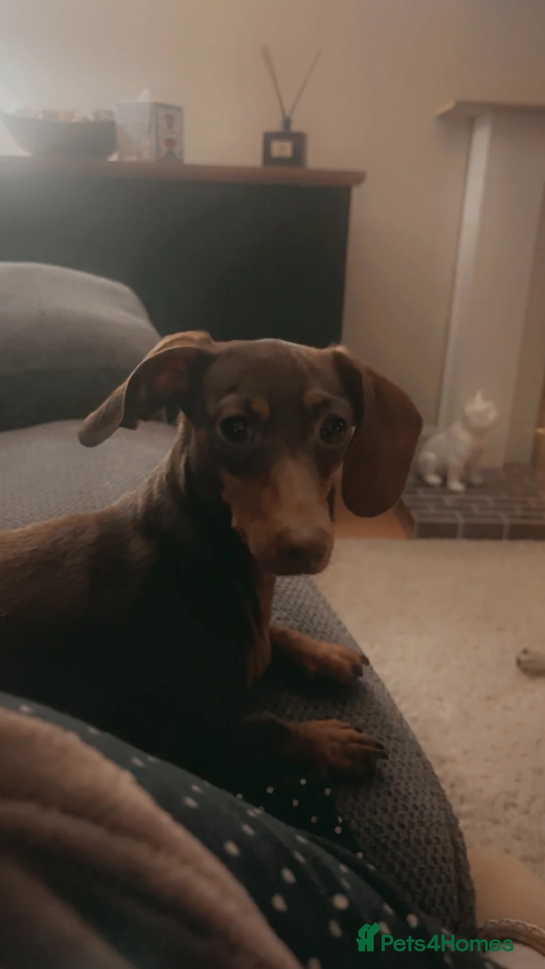 Miniature Dachshund dogs for sale: Beautiful Miniature Dachshunds  in Ballycastle - Advert 10