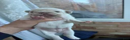 French Bulldog dogs for sale: French bulldog  in Maidstone - Advert 15