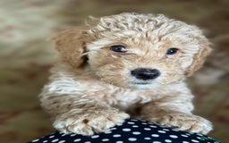 Cockapoo dogs for sale: Daisy Doodles & Marvels Pups in Spilsby - Image 31
