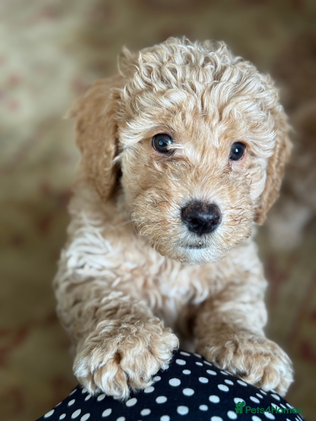 Cockapoo dogs for sale: Daisy Doodles & Marvels Pups in Spilsby - Image 31