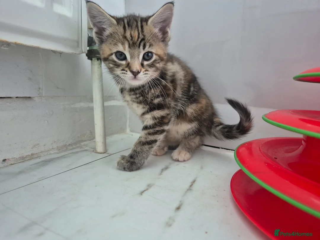 Maine Coon cats for sale: Beautiful Maine Coon X Ginger Kittens Sale - Advert 2