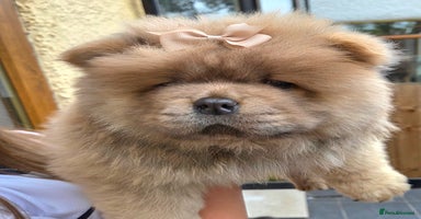 Chow Chow dogs - Advert 6