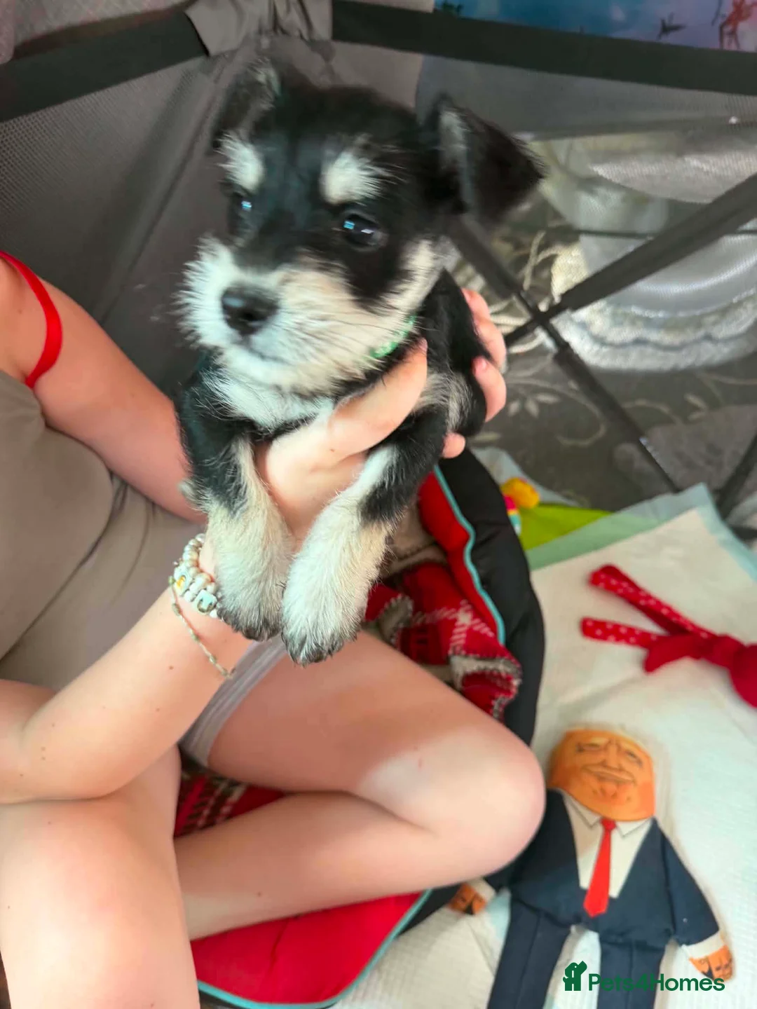 Miniature Schnauzer dogs for sale: 4 beautiful miniature schnauzer  in Dunstable - Advert 2