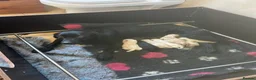 Labrador Retriever dogs for sale: KC Registered Labrador Puppies  - Advert 2