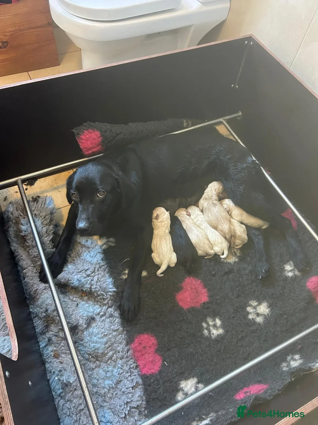 Labrador Retriever dogs for sale: KC Registered Labrador Puppies  - Advert 2