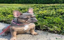 French Bulldog dogs for sale: Bulldog franch  - Image 20