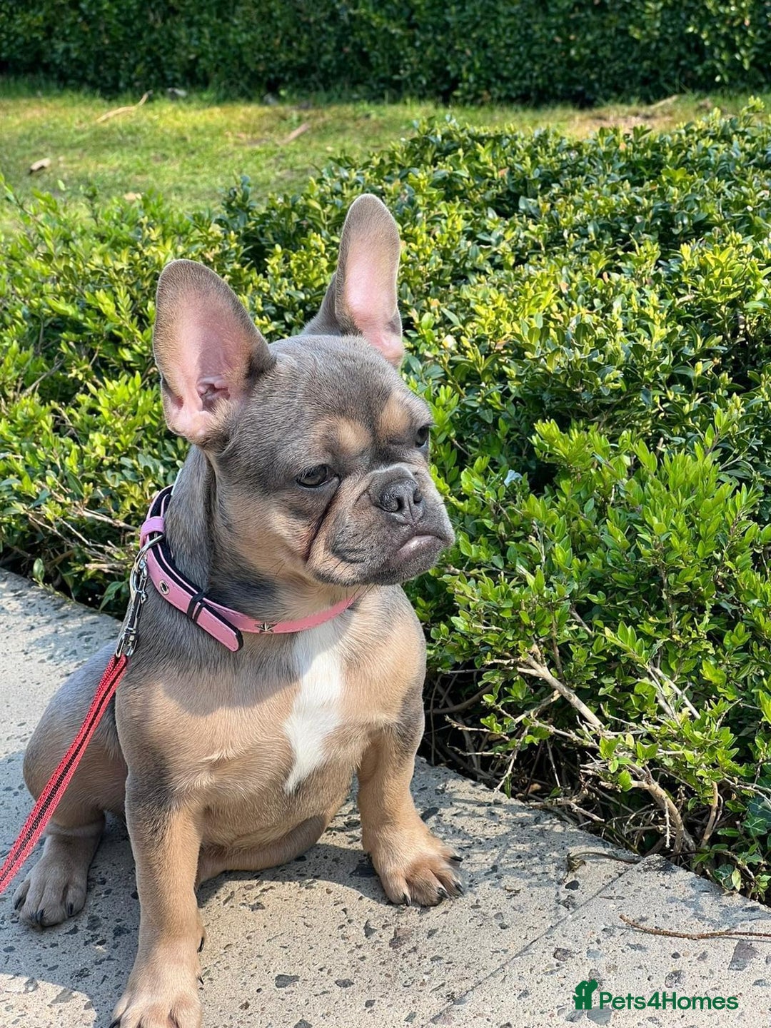 French Bulldog dogs for sale: Bulldog franch  - Image 20