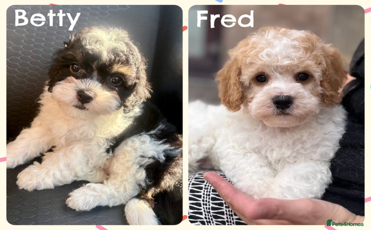 Cavapoo dogs - Advert 3