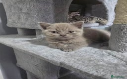 British Shorthair cats for sale: Bsh kitten  - Image 3