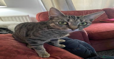 Mixed Breed cats in Kirkcaldy - Advert 12