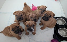 Shar Pei dogs for sale: Shar pei puppies  - Image 2