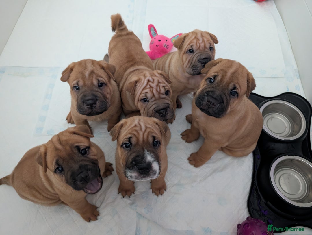 Shar Pei dogs for sale: Shar pei puppies  - Image 2