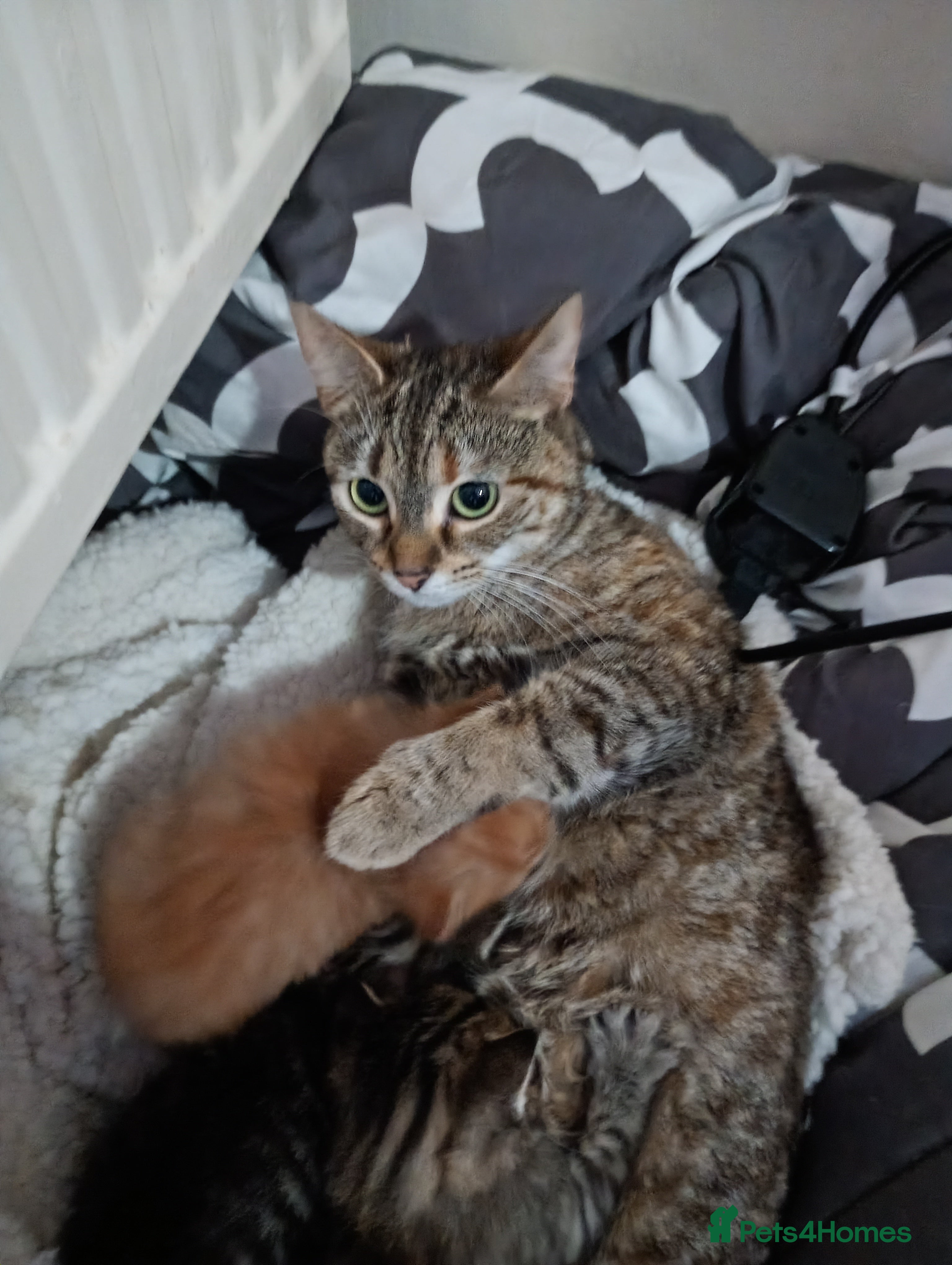 Maine Coon cats Kittens for sale  - Advert 6