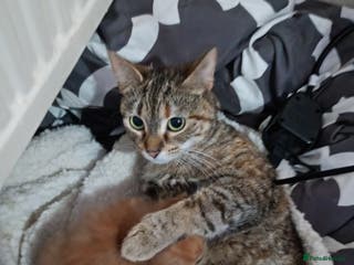 Maine Coon cats Kittens for sale - Advert 2