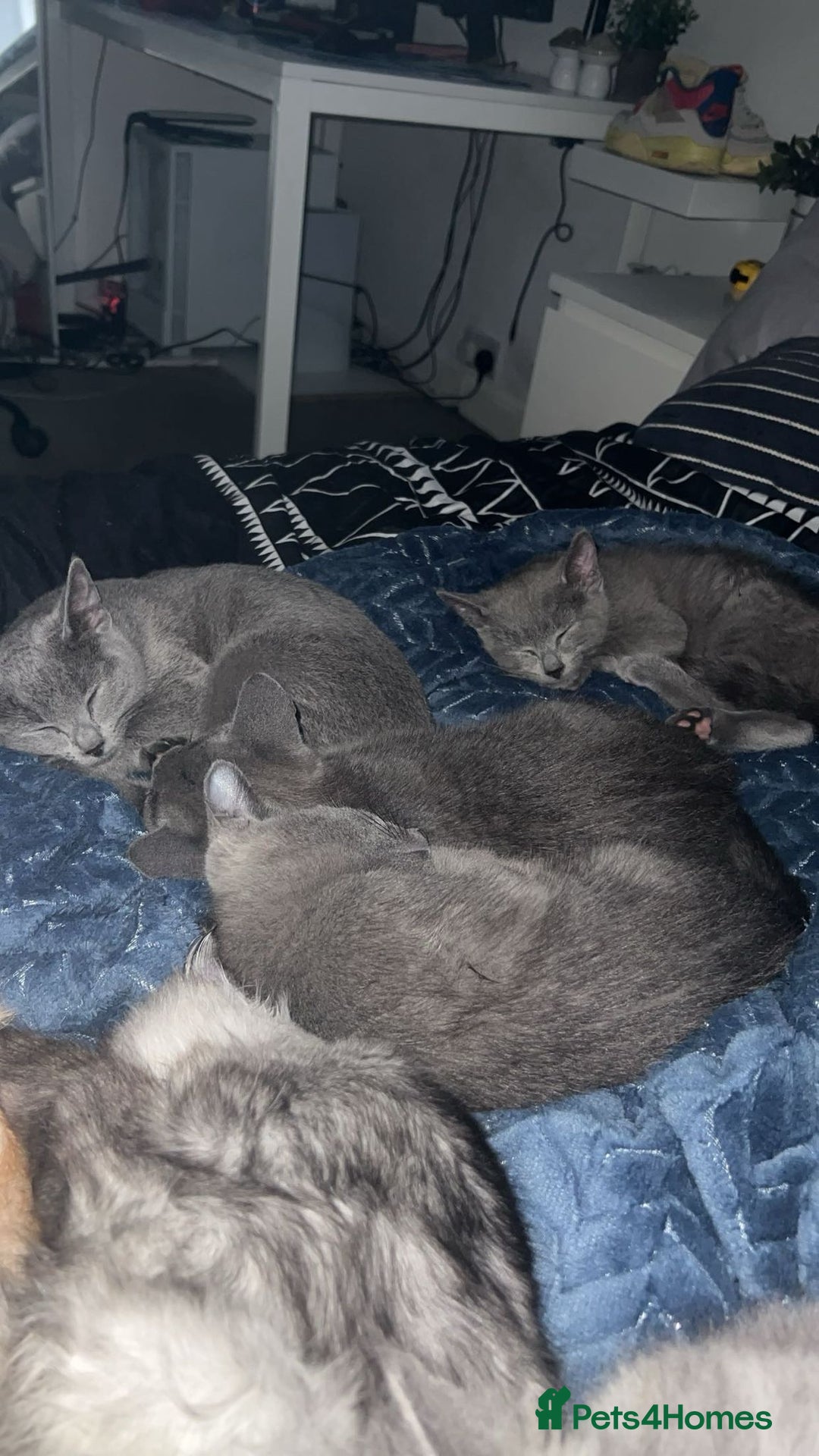 Russian Blue cats for sale: Gorgeous Championship Russian blue kittens  - Advert 14