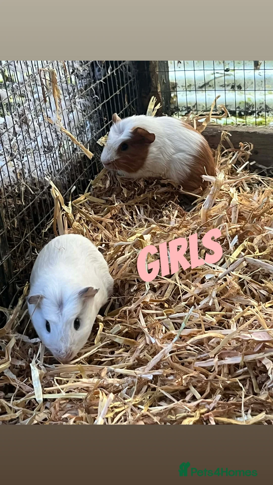 Guinea Pig rodents for sale: Guinea pigs  - Advert 1