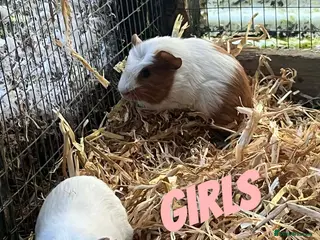Guinea Pig rodents Guinea pigs - Advert 1