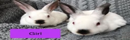 Rex rabbits for sale: Pure breed velvet mini and standard Rex rabbits - Advert 11
