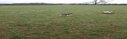 Jack Russell dogs for stud: Tri coloured Jackrussell for stud in Ossett - Advert 3