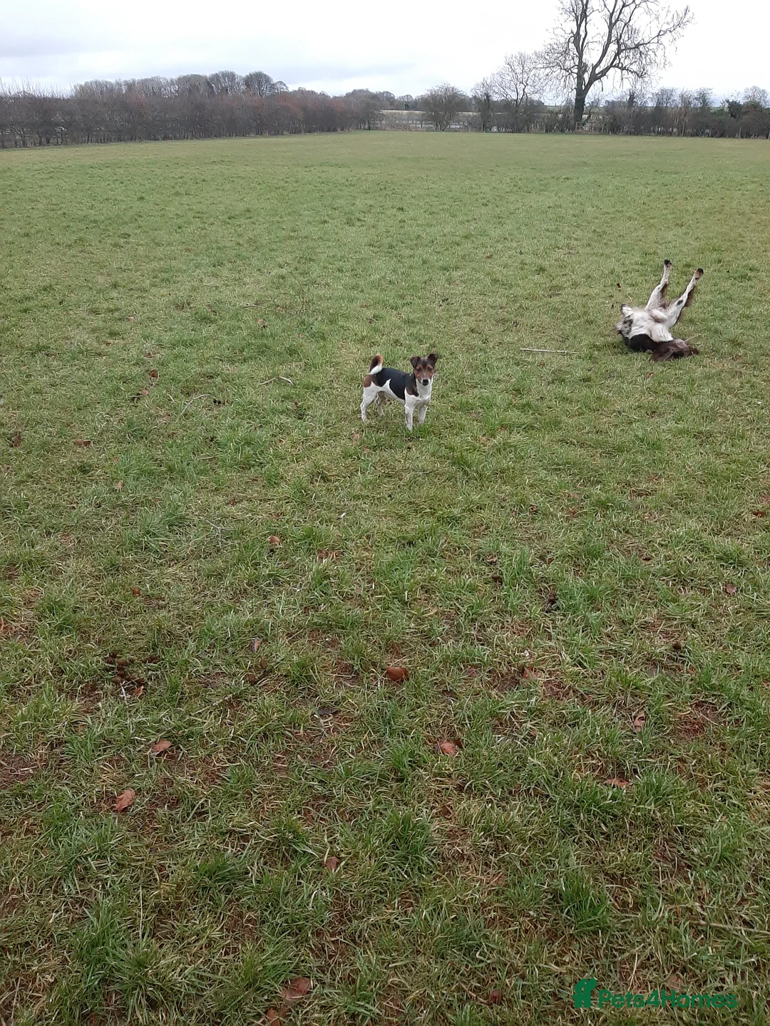 Jack Russell dogs for stud: Tri coloured Jackrussell for stud in Ossett - Advert 3