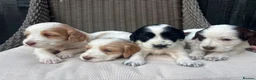 Cocker Spaniel dogs for sale:  Stunning KC registered working cocker pups - Advert 5