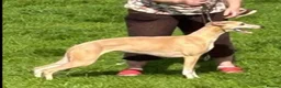 Whippet dogs for sale: Brindle whippets  in Holyhead - Advert 9