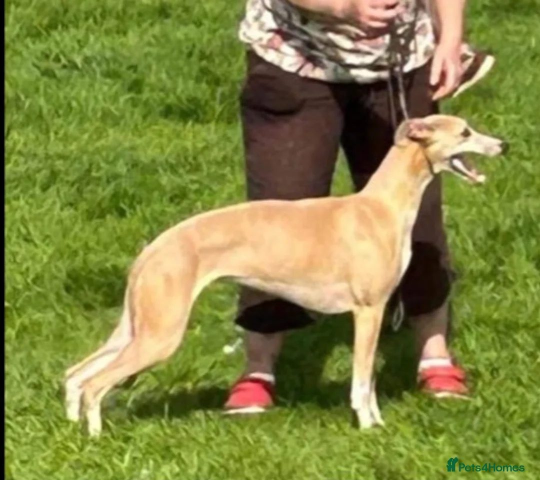 Whippet dogs for sale: Brindle whippets  in Holyhead - Advert 9