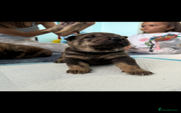 Mixed Breed dogs for sale: shar pei puppys - Image 4