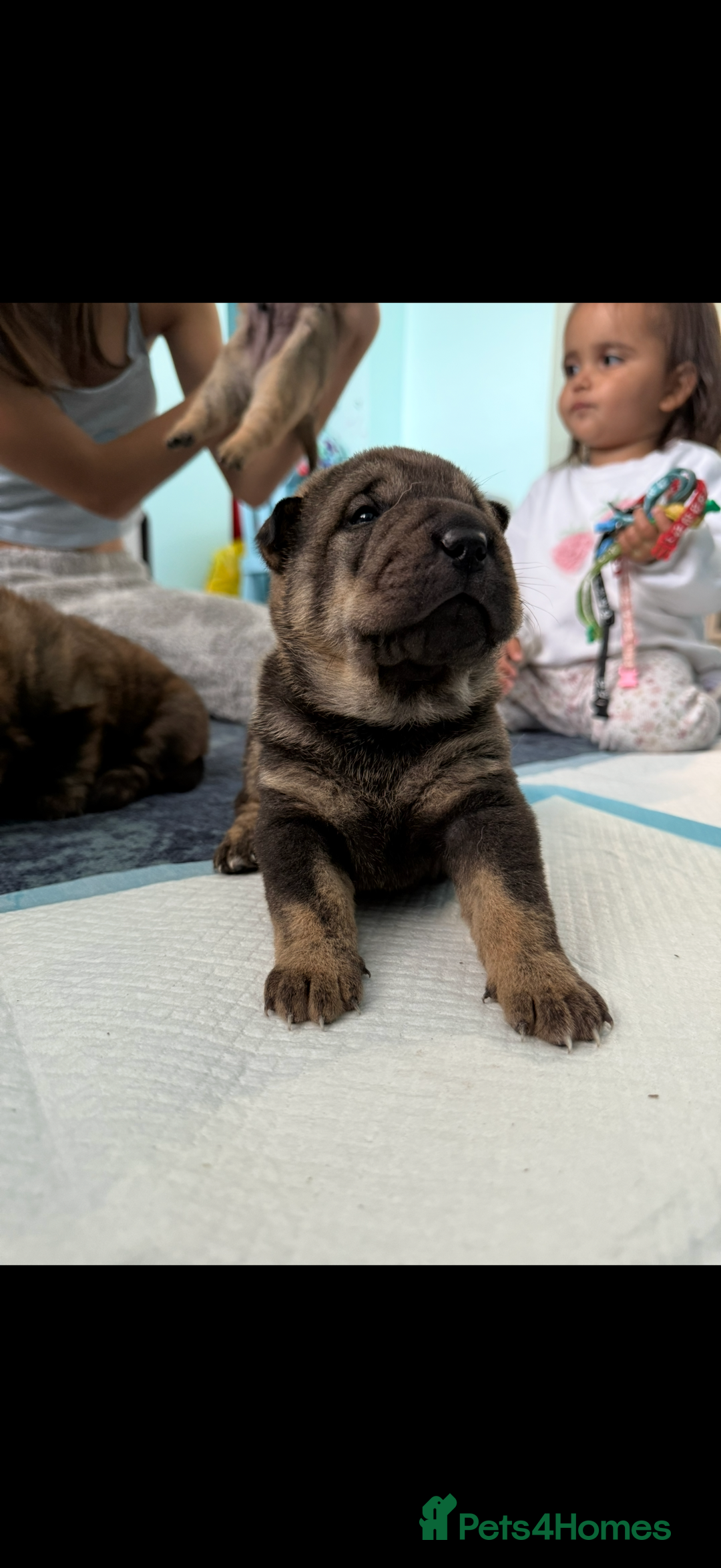 Mixed Breed dogs for sale: shar pei puppys - Image 4