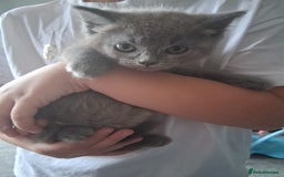 British Shorthair cats for sale: Adorable British short hair Kittens  - Image 19