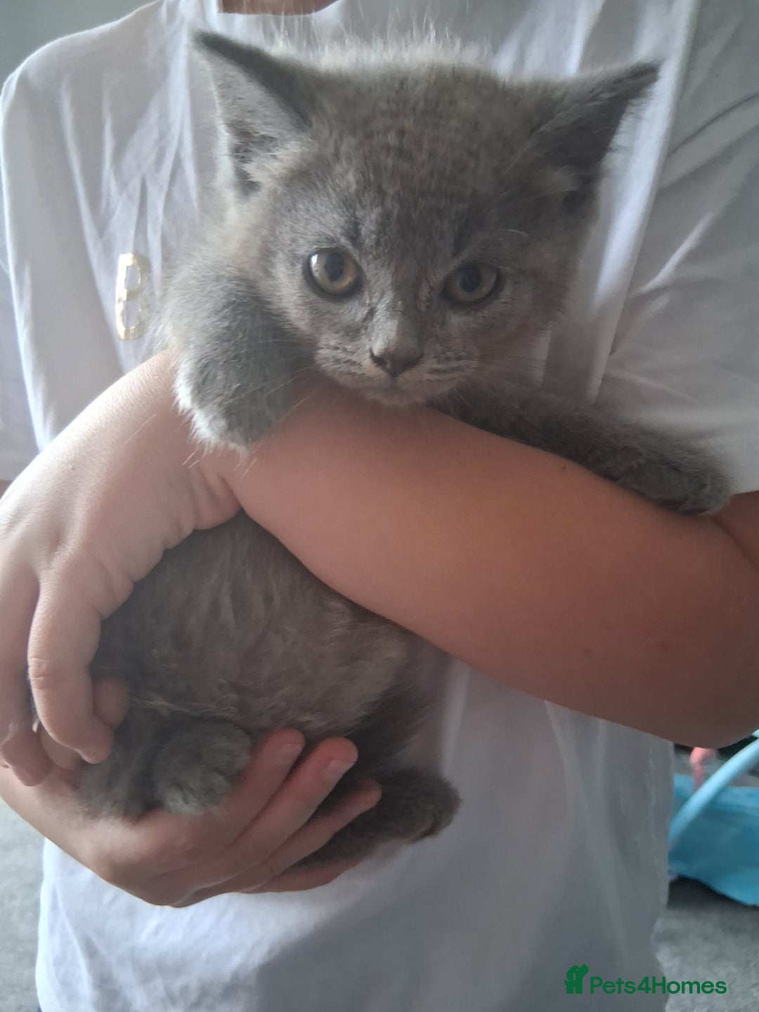British Shorthair cats for sale: Adorable British short hair Kittens  - Image 19