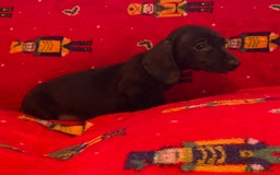 Miniature Dachshund dogs for sale: Miniature Dachshund  - Image 14