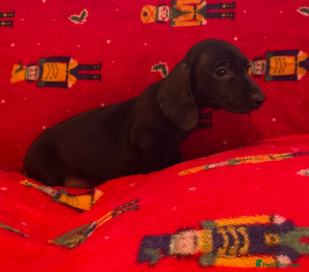 Miniature Dachshund dogs for sale: Miniature Dachshund  - Image 14